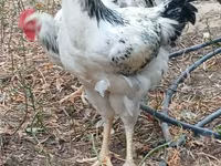 Chickens — फ़ोटो 3