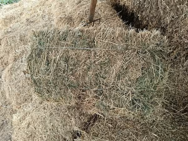 Camels (batch, sex not specified), Camels