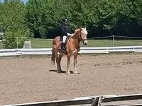 घोड़ा, Haflinger — फ़ोटो 4
