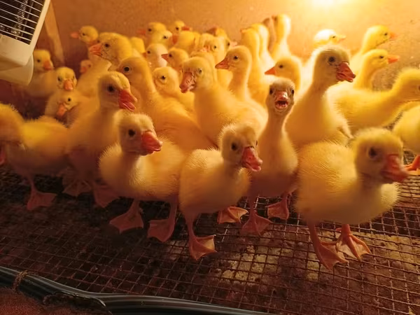 Ducks — Azərbaycan