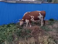 Cow, Latvian Blue cattle — photo 1
