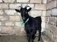 Dişi keçi, Keçilər — foto 2