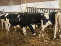 بقرة, Russian Black pied cattle — الصورة 1