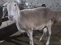 Qoyun, Afghan Arabi sheep — foto 4