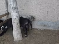 Cabras (lote, sexo no especificado), Cabras — foto 4