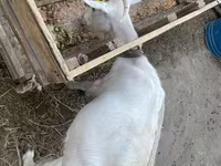 Koza, Saanen goat — foto 1