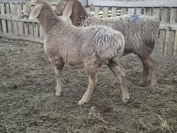 Ovce, Arashan sheep