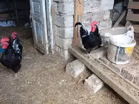 Chickens — photo 1