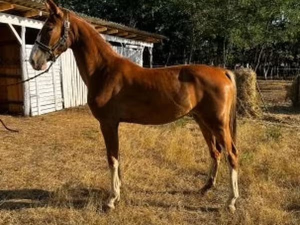 Toychoq, Dutch warmblood horse