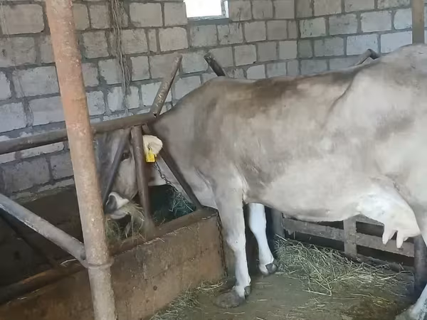 Cow, Swiss cattle