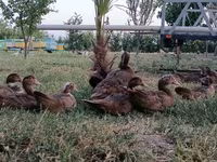Ducks — photo 1