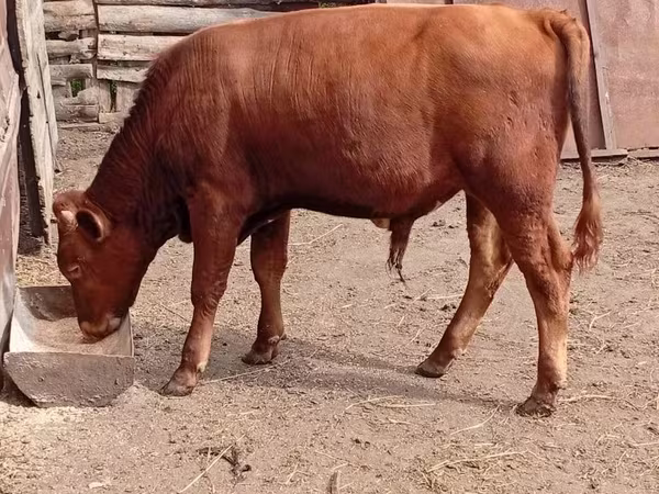 Toro, Ganado vacuno