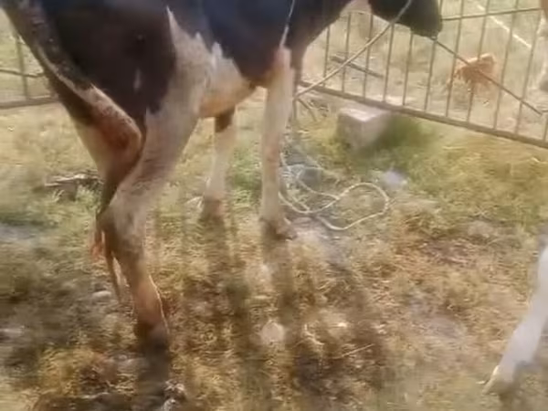 Cow, Simmental cattle — Azerbaijan