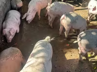 Säue, Schweine — Foto 2
