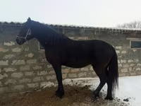 At, Atlar — foto 1
