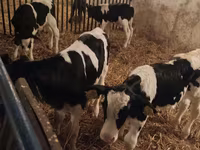 Buğa, Russian Black pied cattle — foto 5