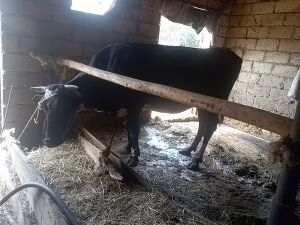 Cow, Cattle — Azerbaijan