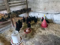 Australorp — photo 4