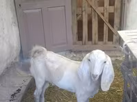 Keçi, Beetal goats — foto 5