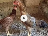 Chickens — photo 3