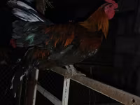 Chickens — foto 3