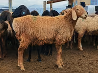 Qoyun, Arashan sheep — foto 1