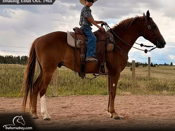 At, Quarter Horse