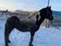 At, Yakutian horse — foto 6