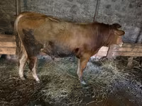 Cattle (batch, sex not specified), Cattle — photo 1