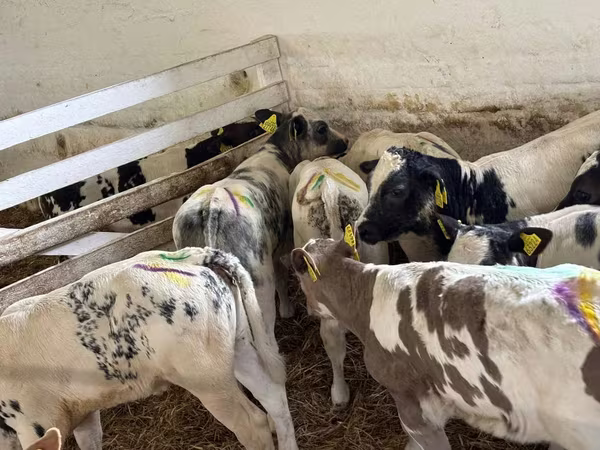 أبقار (دفعة، الجنس غير محدد), Simmental cattle