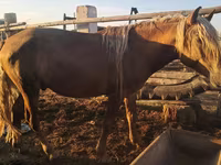 At, Horse breed — foto 3
