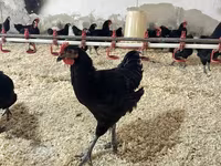 Australorp — photo 5