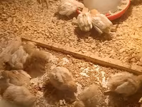 Chickens — फ़ोटो 2