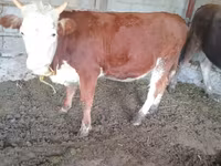 Cow, Simmental cattle — photo 3