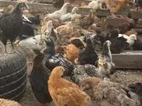 Chickens — photo 2