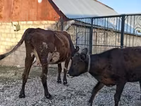 Vaca, Simmental cattle — foto 7