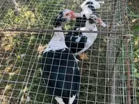 Ducks — foto 2