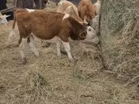 Byk, Simmental cattle — zdjęcie 5