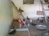 Chickens — photo 3