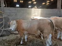 Buğa, Blonde d’Aquitane cattle — foto 3