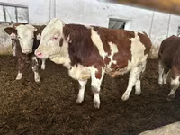 सांड, Simmental cattle — फ़ोटो 2