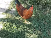Chickens — الصورة 2