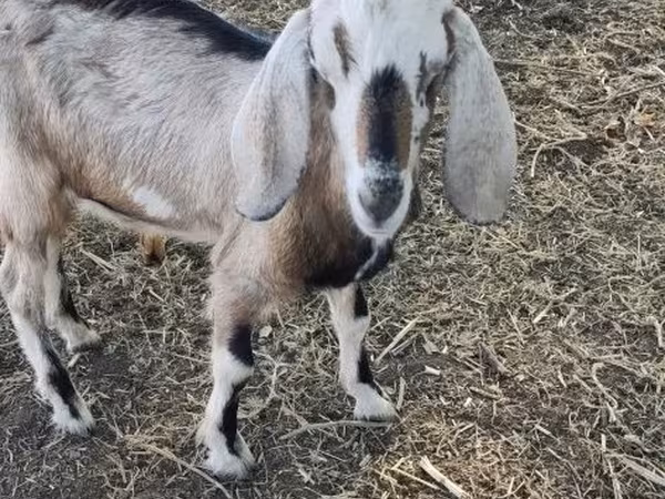Goat, Nubian Goat