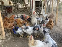 Chickens — फ़ोटो 2
