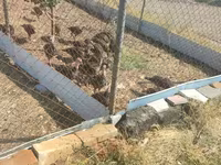 Turkeys — الصورة 3