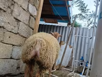 نعجة, الأغنام — الصورة 7