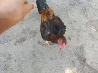 Chickens — الصورة 3