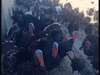 Turkeys — foto 2