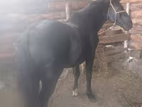 Kůň, Koně — foto 5