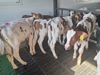 Býk, Simmental cattle — foto 2